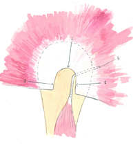 Visión lateral de la cofia de los rotadores