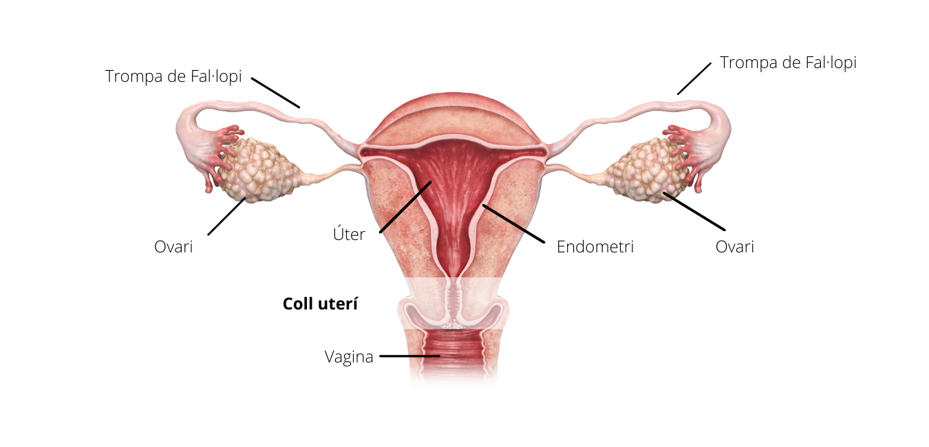 cancer-de-coll-uteri