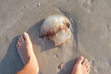 Medusa entre los pies en la arena de la playa