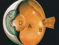 a. Mácula b. Retina c. Iris d. Cristalino