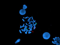 Óvulos y espermatozoides vistos en el microscopio
