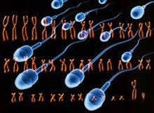 Espermatozoides y cromosomas