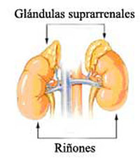Glándulas suprarrenales