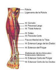 Roturas musculares
