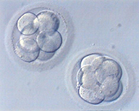 celulas2