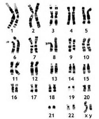 cromosomas-fem