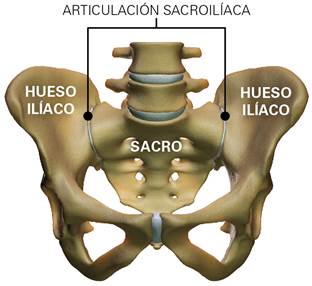 Anatomía de la columna lumbosacra, la pelvis y las articulaciones