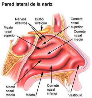 Nariz - obstrucción nasal