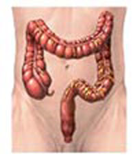 Colon y recto