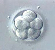 Óvulo-fecundado-al-microscopio