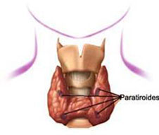 Paratiroides
