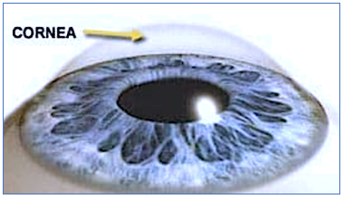 La cornea oftalnova