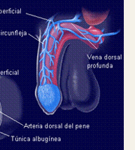Anatomía funcional de la erección