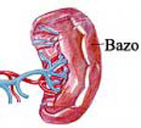 bazo
