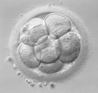 celulas3