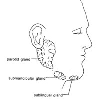 Glándulas salivares
