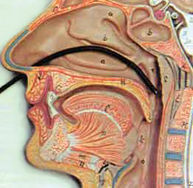 endoscopia-nasal