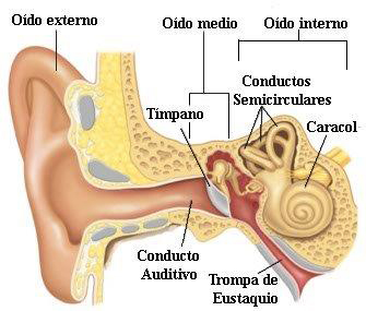 Oído medio