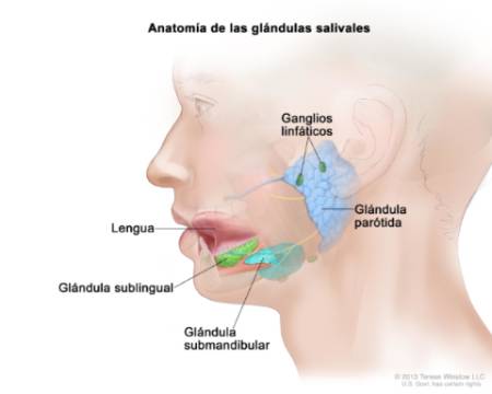 glandulas-salivales