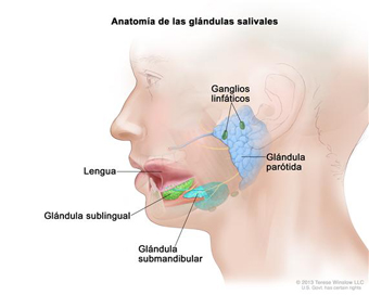 Glándulas salivares