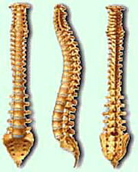 Esquema de la columna vertebral en vista anterior, lateral y posterior