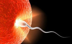 Espermatozoide-fecundando-al-óvulo