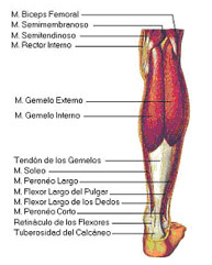 Roturas musculares