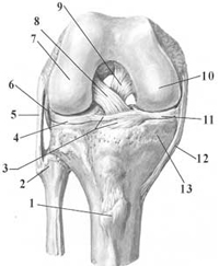 Anatomía rodilla