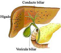 Vesícula biliar
