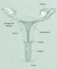Endometrosis-5