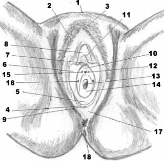 Anatomía femenina
