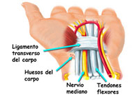 Lesiones tendinosas de la mano