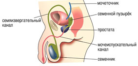 prostata_ru_2